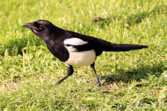 Magpie