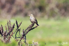 Meadow Pipit