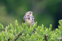 Meadow Pipit