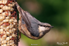 Nuthatch