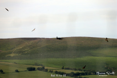 Red Kite