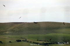 Red Kite