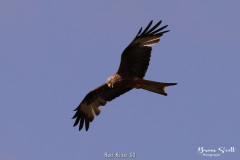 Red Kite