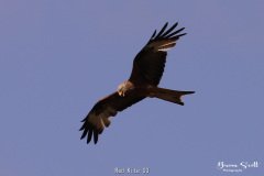 Red Kite