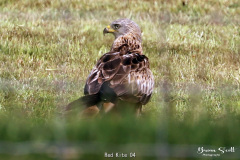 Red Kite