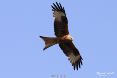 Red Kite