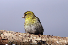 Siskin Female