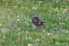 Skylark