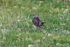 Skylark