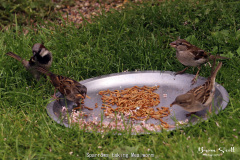 Sparrows taking Mealworm