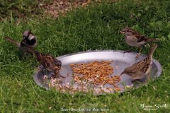 Sparrows taking Mealworm