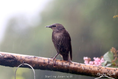 Starling Juvenile