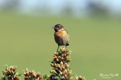 Stonechat