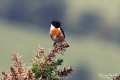 Stonechat
