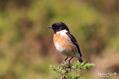 Stonechat