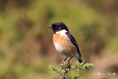 Stonechat