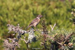 Stonechat
