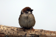 Tree Sparrow Young