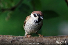 Tree Sparrow