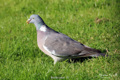 Woodpigeon