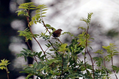 Wren