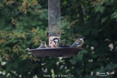 Young Blue & Great Tit
