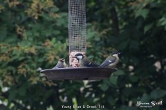 Young Blue & Great Tit
