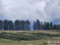 Lanbister Common Original