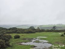 Lanbister Common Original