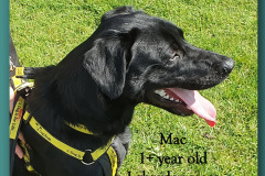 Mac at The Dog Trust