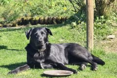 Mac sunbathing in the garden