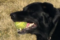 Mac with his favourite toy