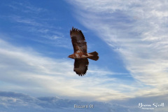 Buzzard-01-1