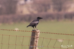Carrion-Crow-01-1