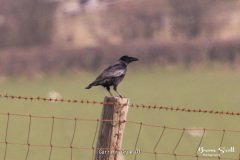 Carrion-Crow-01-1
