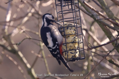 Great-Spotted-Woodpecker-Female-1-1