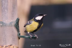 Great-Tit-01-1