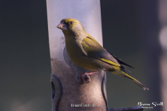 Greenfinch-01-2