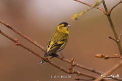 Siskin-Male-02-1