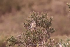 Skylark-01-2-1