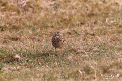 Skylark-01-3