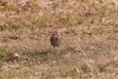 Skylark-01-3