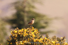 Stonechat-Female-01-1