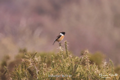 Stonechat-Male-01-1