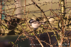 Willow-Tit-01-1