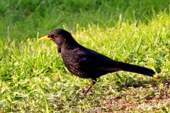 Blackbird Male