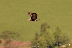 Buzzard