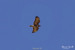 Buzzard
