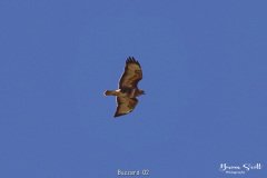 Buzzard