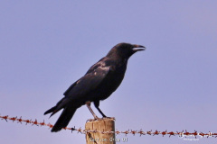 Carrion Crow